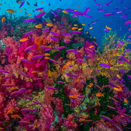 Sau Bay Resort - Off Taveuni Na Sau Bay エクステリア 写真