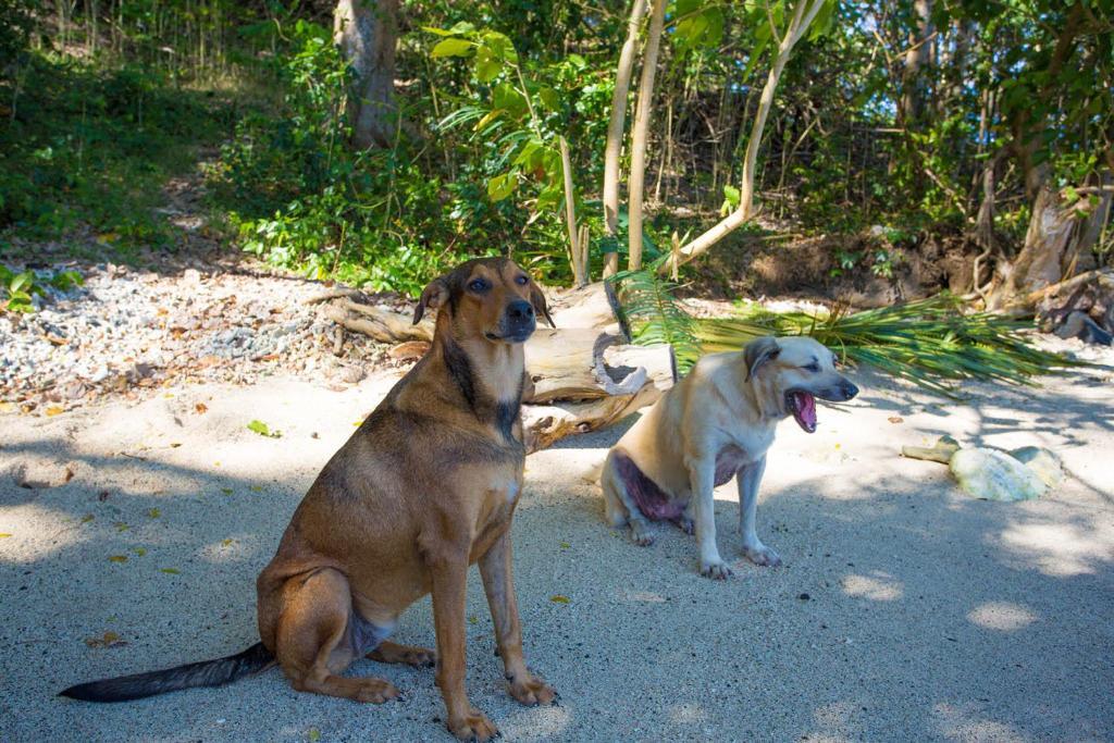 Sau Bay Resort - Off Taveuni Na Sau Bay エクステリア 写真
