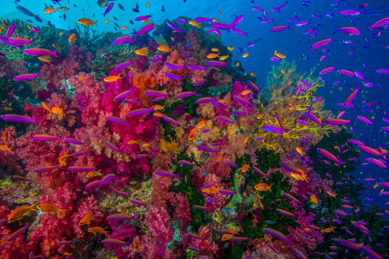 Sau Bay Resort - Off Taveuni Na Sau Bay エクステリア 写真